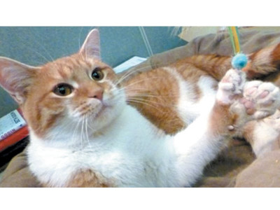 offbeat twinkle toes