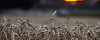 sindh to face 2 11m tonne wheat shortfall by march 2027