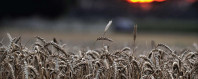 sindh to face 2 11m tonne wheat shortfall by march 2027