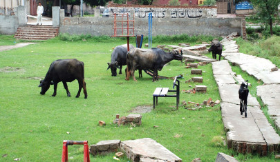 thai group interested in setting up livestock farms