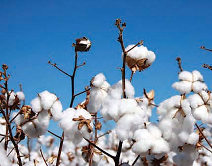 cotton output to grow but falling prices bite