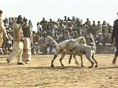 dozens gather in rajanpur village to watch dogs fight dozens gather in rajanpur village to watch dogs fight