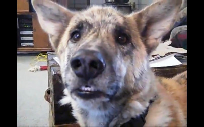 talking dog most watched youtube video of 2011 talking dog most watched youtube video of 2011