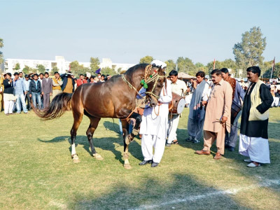 dances theatre and seminar cholistan sends a message of peace dances theatre and seminar cholistan sends a message of peace