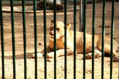 bahawalpur zoo lioness poami dies after consuming bad feed bahawalpur zoo lioness poami dies after consuming bad feed