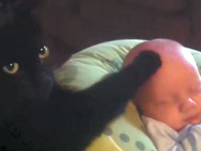 offbeat the tale of the calming paw