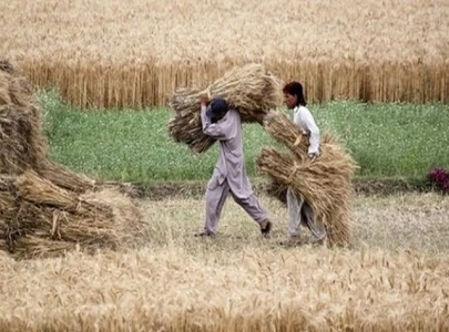 three shot dead in wheat harvest dispute