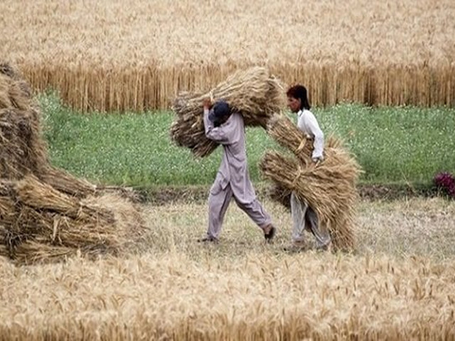 Three killed in dispute over wheat harvesting