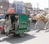 men sitting in a motorcycle rickshaw pull two camels festively adorned for sacrifice on multan road in lahore sale of sacrificial animals has gained momentum in the city ahead of eidul azha photo ppi