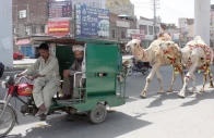 men sitting in a motorcycle rickshaw pull two camels festively adorned for sacrifice on multan road in lahore sale of sacrificial animals has gained momentum in the city ahead of eidul azha photo ppi