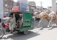 men sitting in a motorcycle rickshaw pull two camels festively adorned for sacrifice on multan road in lahore sale of sacrificial animals has gained momentum in the city ahead of eidul azha photo ppi