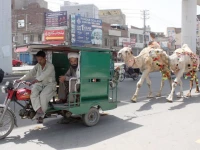 men sitting in a motorcycle rickshaw pull two camels festively adorned for sacrifice on multan road in lahore sale of sacrificial animals has gained momentum in the city ahead of eidul azha photo ppi
