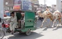 cattle traders face market overheads