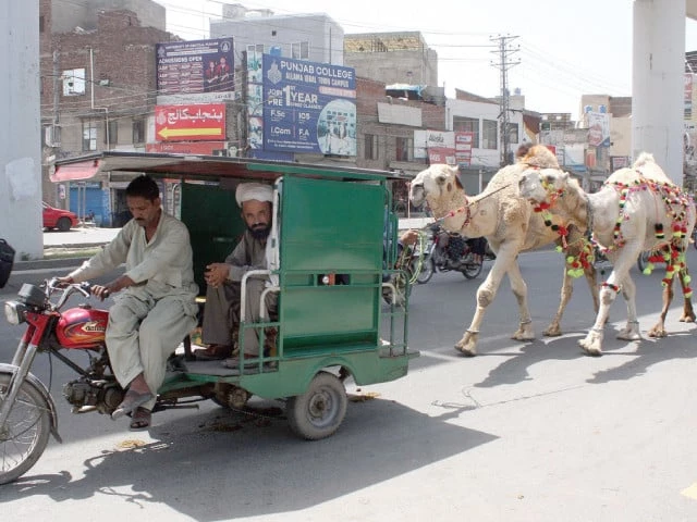 men sitting in a motorcycle rickshaw pull two camels festively adorned for sacrifice on multan road in lahore sale of sacrificial animals has gained momentum in the city ahead of eidul azha photo ppi men sitting in a motorcycle rickshaw pull two camels festively adorned for sacrifice on multan road in lahore sale of sacrificial animals has gained momentum in the city ahead of eidul azha photo ppi