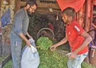 a man buys fodder for his sacrificial animals in lahore on the eve of eidul azha slicing grass straw and hay into smaller uniform pieces enhances digestibility prevents wastage and allows optimal storage photo online