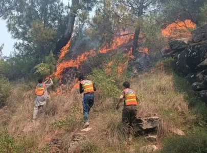 wildfires ravage kotli sattian forests
