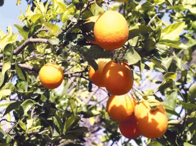 horticulture in peril production of khanpur s famous citrus fruits on the decline