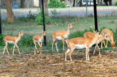 goodwill hunting turns bad as two policemen get caught chasing the chinkara deer