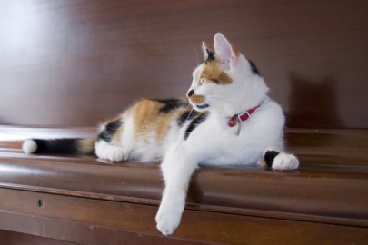 first cat category at dog show delights pet lovers first cat category at dog show delights pet lovers