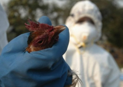china calls for calm after man dies from bird flu