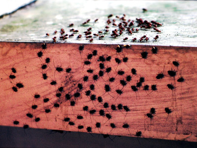 bugs ground into bread in australia