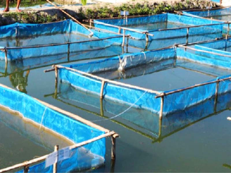 Cage farms introduced to boost fish production