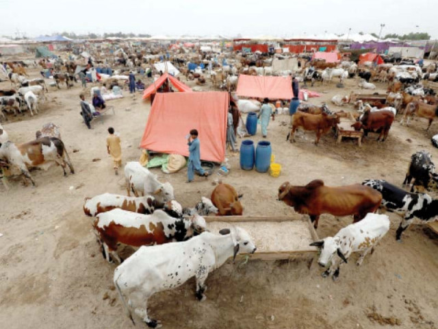 although eidul azha is less than a week away karachi s main cattle market is less busy than it used to be on such occasions in the past photo reuters