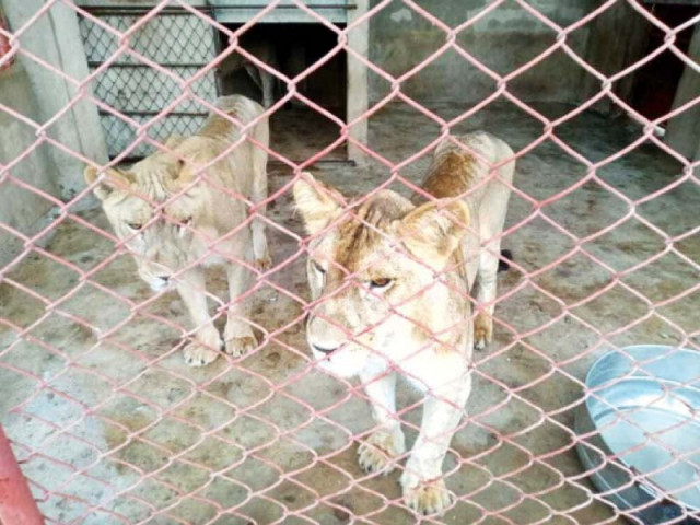 the lions were reportedly kept inside a walled compound in a residential area for the past two years their owner said he brought them from lahore in 2018 photo express