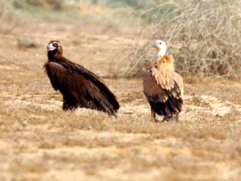 while vulture populations in pakistan are critically endangered some species have shown an increase in numbers in tharparkar long considered a stronghold of these scavengers in sindh photo file