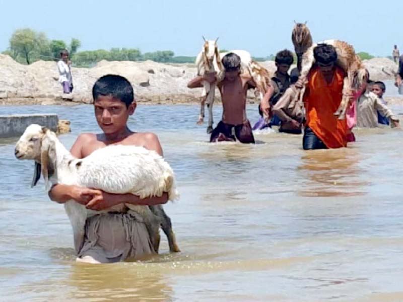 villagers carry goats away from their flooded homes in badin recent monsoon rains have left scores of villages submerged across sindh while the swelling indus river has created the threat of further flooding in the province photo ppi