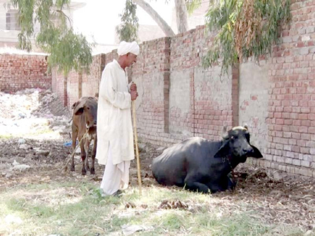 no mystery goes unsolved with 70 year old najja on its heels photo zahoor ahmed no mystery goes unsolved with 70 year old najja on its heels photo zahoor ahmed
