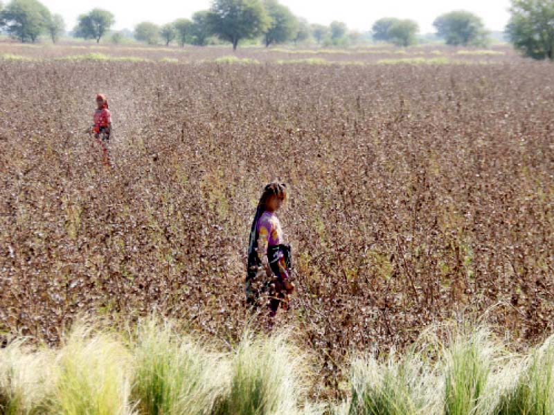 two months after the monsoon s end women stand in a field of cotton destroyed by the subsequent flooding in umerkot dis trict hundreds of thousands of acres of standing crops were devastated across sindh photo online