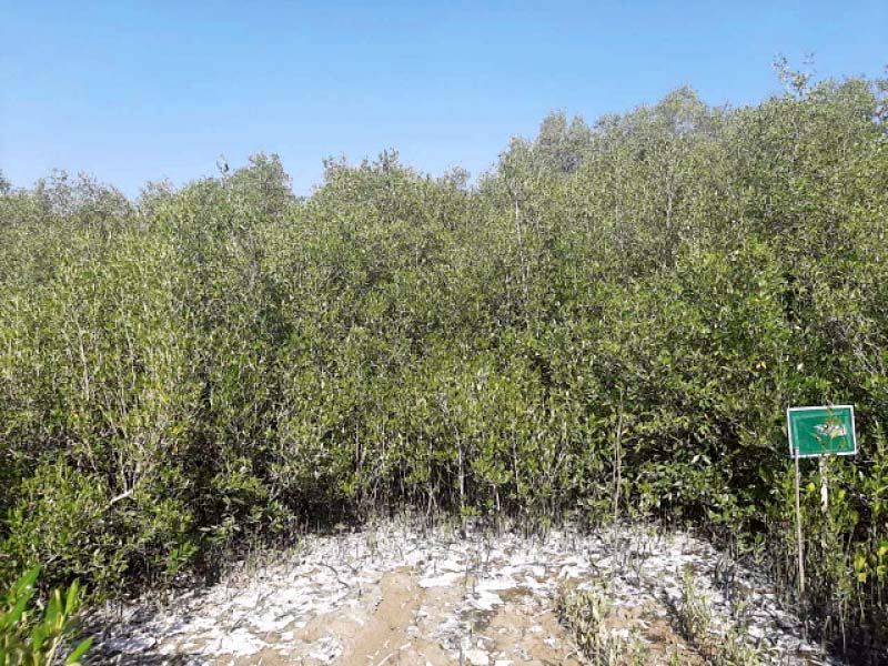 a view of the mangrove forest in kakapir village wwf p official says women from different areas of sindh have been partic ipating in plantation drives photo express