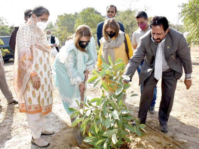 first lady samina arif alvi plants two saplings during a tree plantation campaign photo inp first lady samina arif alvi plants two saplings during a tree plantation campaign photo inp