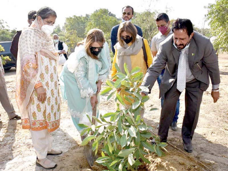 first lady samina arif alvi plants two saplings during a tree plantation campaign photo inp