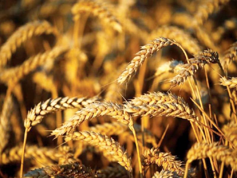 Navigating compliance in wheat imports | The Express Tribune