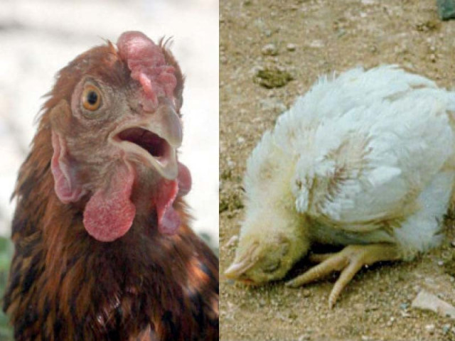 ppa blames disease for surging chicken prices ppa blames disease for surging chicken prices