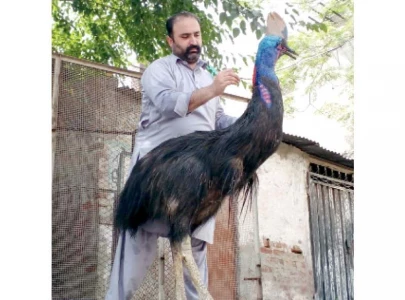 how lahore zoo s oldest bird came alive