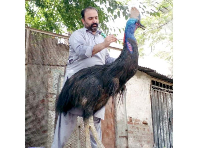 photo altaf virk express photo altaf virk express