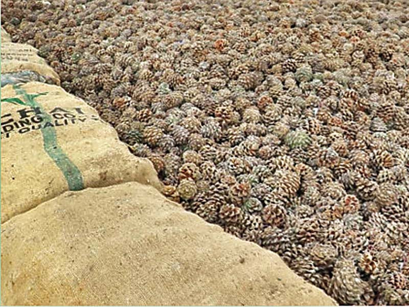 as one of the three major pine nut varieties in the chinese market pakistani pine nuts enjoy a high premium and are listed as high end snacks photo china economic net