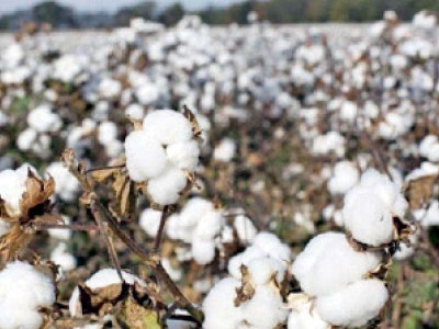cotton supply jumps despite drop in sowing cotton supply jumps despite drop in sowing