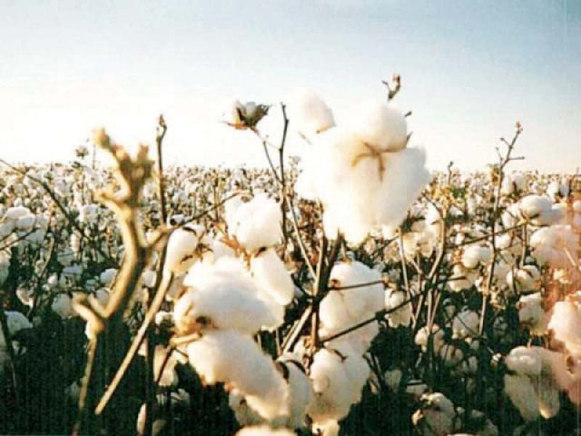 pakistan to surpass cotton harvest target pakistan to surpass cotton harvest target