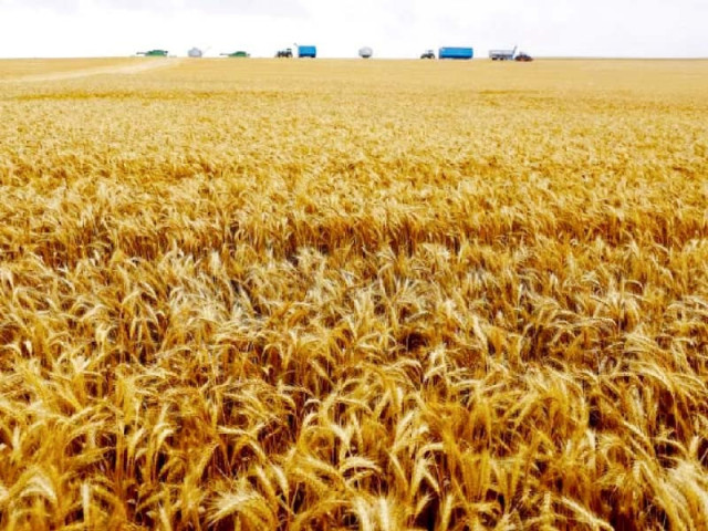 cm says govt to continue wheat procurement cm says govt to continue wheat procurement