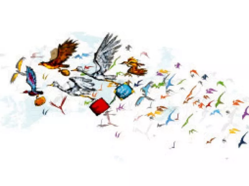sindh has seen a dramatic decline in the number of migratory birds due to poaching and loss of habitat illustration jamal khurshid sindh has seen a dramatic decline in the number of migratory birds due to poaching and loss of habitat illustration jamal khurshid