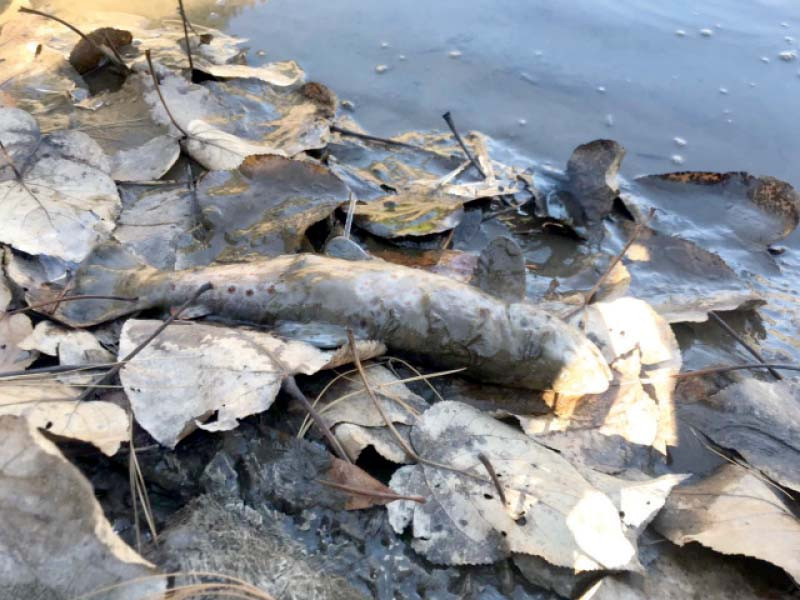 it is feared that if no concrete measures are taken it may result in the eventual extinction of trout from river kunhar photo express