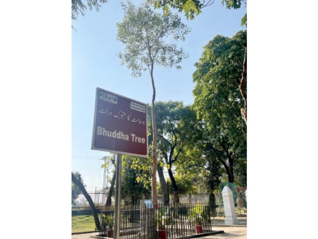 the bodhi tree in taxila is considered to be a progeny of the original tree under which buddha meditated for seven weeks and attained enlightenment photo express the bodhi tree in taxila is considered to be a progeny of the original tree under which buddha meditated for seven weeks and attained enlightenment photo express