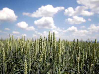 flagship ecological project in limbo