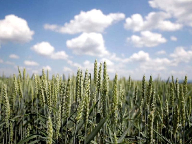 inclement weather ruins grain crops inclement weather ruins grain crops