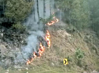fire destroys forest on kishk mountains in kohlu