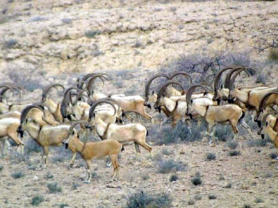 sindh ibex population on the rise sindh ibex population on the rise